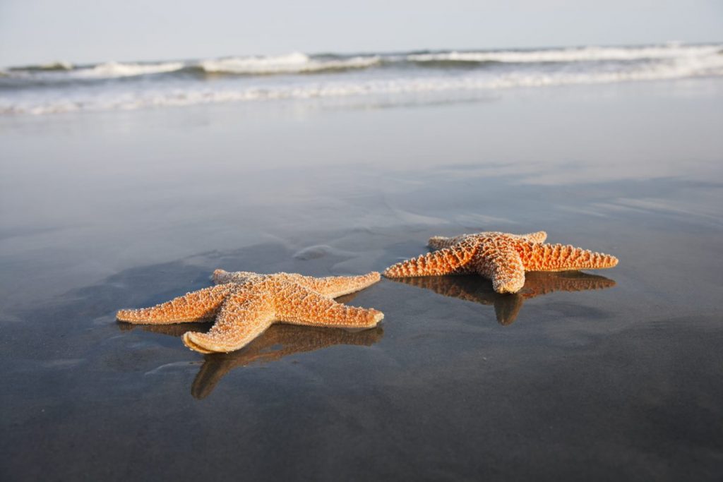 two-starfish-on-beach